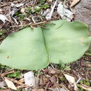 Image of Haemanthus humilis Jacq.