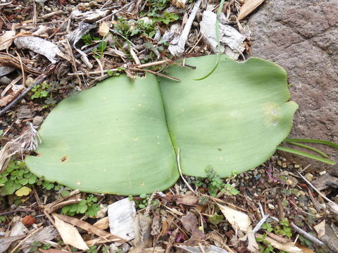 Image of Haemanthus humilis Jacq.