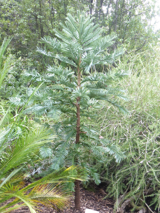 Image of Wollemi Pine