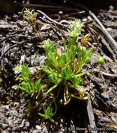 Image of Alpine Pearlwort