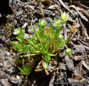 Image of Alpine Pearlwort