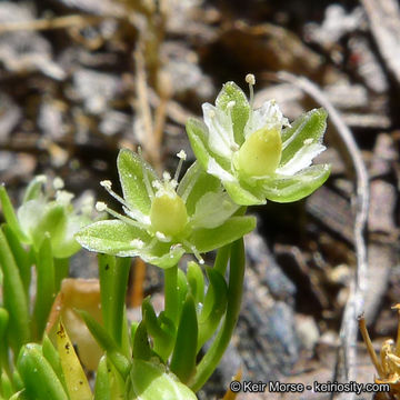 Image of Alpine Pearlwort