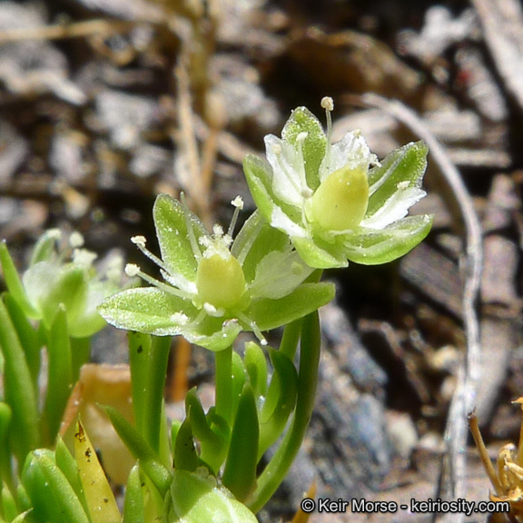 Image of Alpine Pearlwort