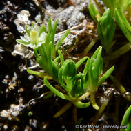 Image of Alpine Pearlwort