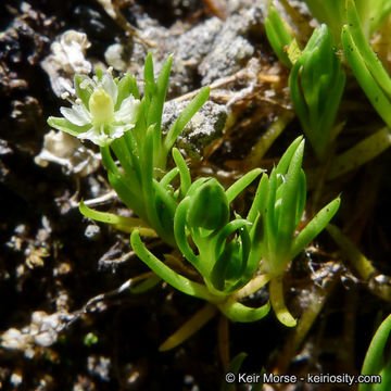 Image of Alpine Pearlwort