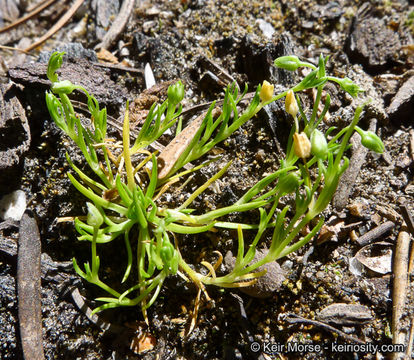 Image of Alpine Pearlwort