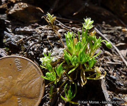 Image of Alpine Pearlwort