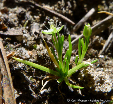 Image of Alpine Pearlwort