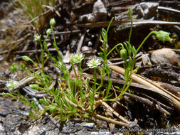 Image of Alpine Pearlwort