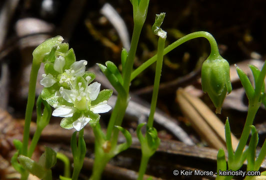 Image of Alpine Pearlwort