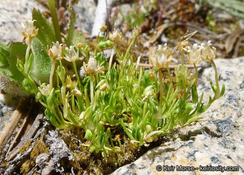 Image of Alpine Pearlwort