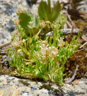 Image of Alpine Pearlwort