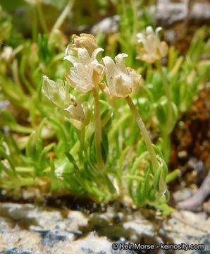 Image of Alpine Pearlwort