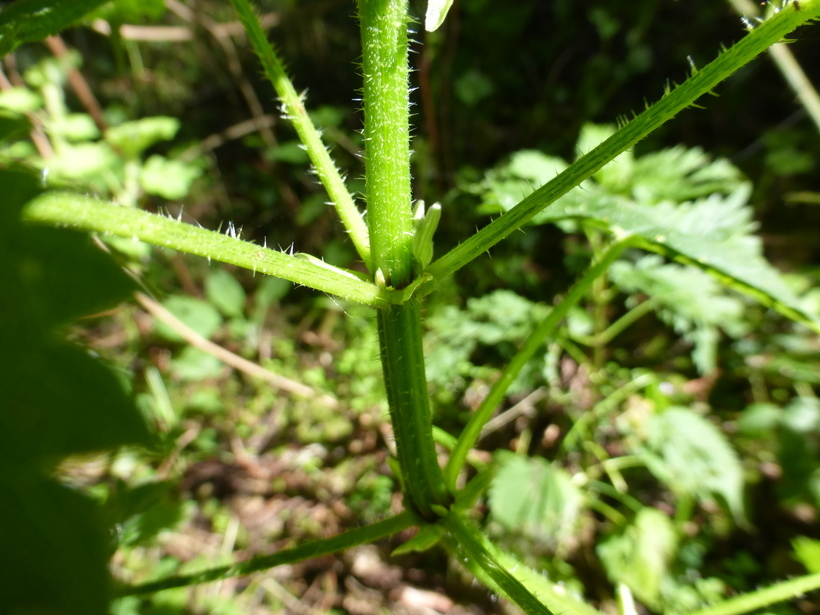Image de <i>Urtica dioica</i> ssp. <i>holosericea</i>