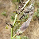 Image of <i>Thermopsis californica</i> var. <i>calironica</i>