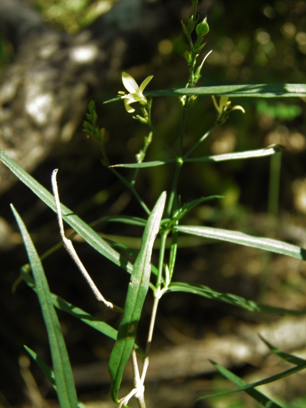 صورة Carlowrightia pectinata Brandeg.