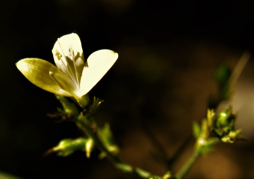 صورة Carlowrightia pectinata Brandeg.