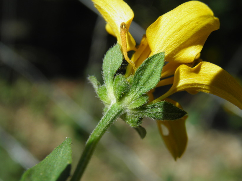 Image de Sclerocarpus divaricatus (Benth.) Benth. & Hook. fil. ex Hemsl.