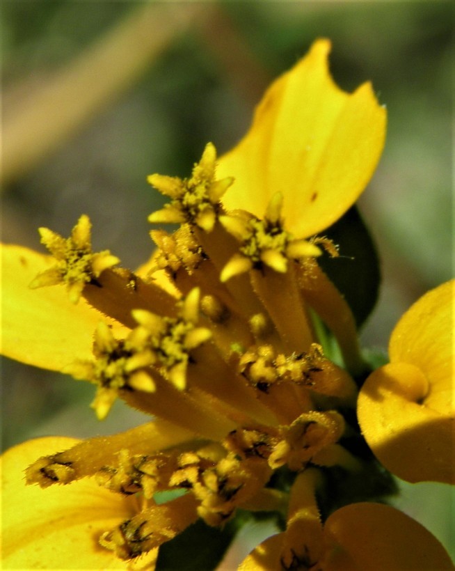 Image of Sclerocarpus divaricatus (Benth.) Benth. & Hook. fil. ex Hemsl.