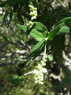 Image de <i>Cordia curassavica</i>