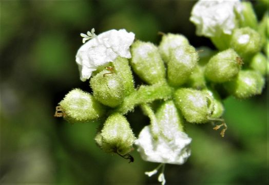 Image of <i>Cordia curassavica</i>