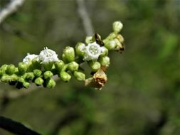 Image of <i>Cordia curassavica</i>