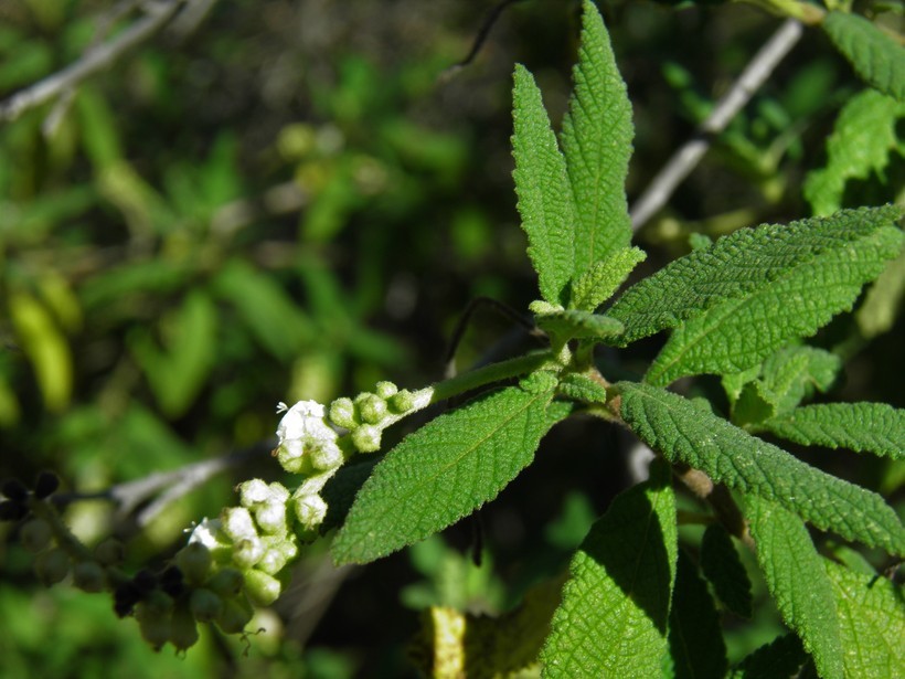 Image of <i>Cordia curassavica</i>