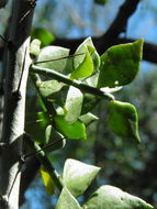 Image of Pereskiopsis porteri (Brandegee ex F. A. C. Weber) Britton & Rose