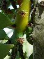 Image of Pereskiopsis porteri (Brandegee ex F. A. C. Weber) Britton & Rose