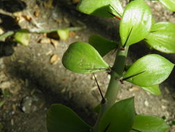 Image of Pereskiopsis porteri (Brandegee ex F. A. C. Weber) Britton & Rose