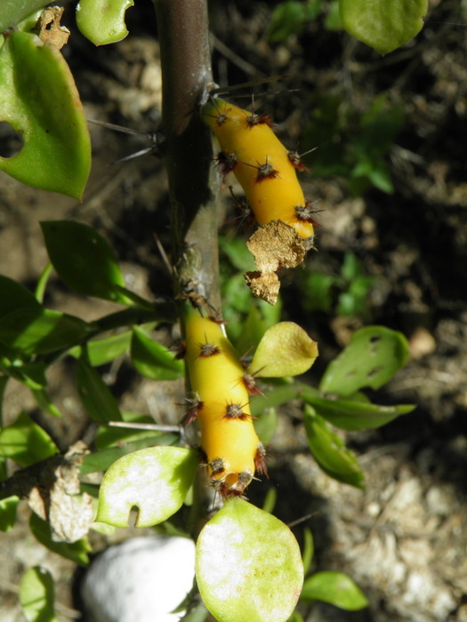 Image of Pereskiopsis porteri (Brandegee ex F. A. C. Weber) Britton & Rose