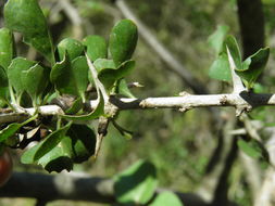 Image of Adelia brandegeei V. W. Steinm.