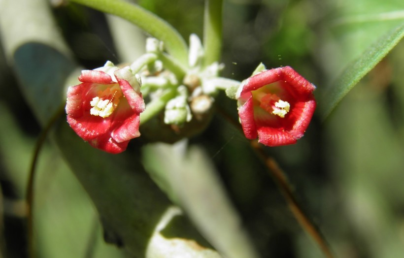 Imagem de Jatropha cinerea (Ortega) Müll. Arg.