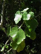 Imagem de Jatropha cinerea (Ortega) Müll. Arg.