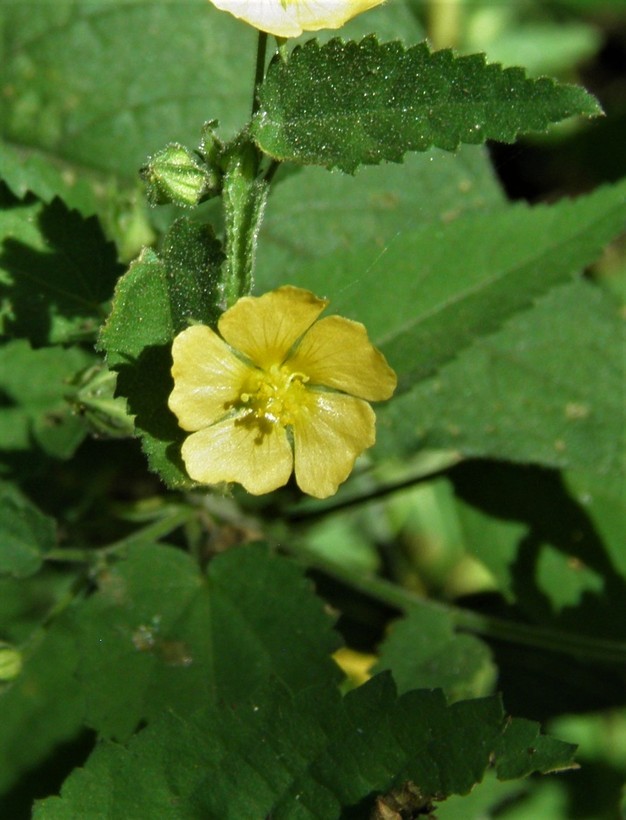 Image of <i>Sida abutifolia</i>