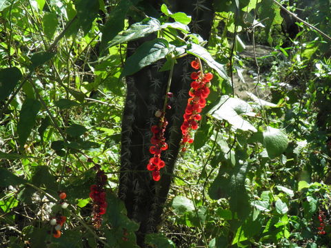 Imagem de Rivina humilis L.