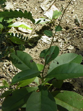 Image of Fame Flower