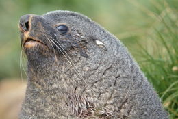 Image of Antarctic Fur Seal