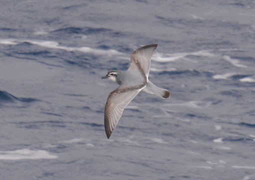 Image of Antarctic Prion