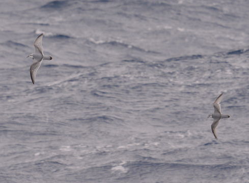 Image of Antarctic Prion