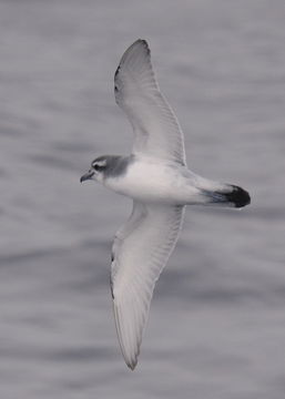 Image of Antarctic Prion