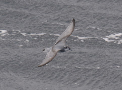 Image of Antarctic Prion