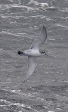 Image of Antarctic Prion