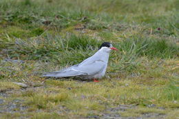 Image of Antarctic Tern