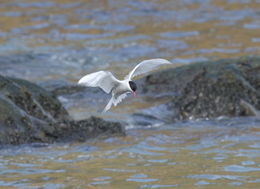 Image of Antarctic Tern