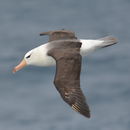 Image of albatrosses