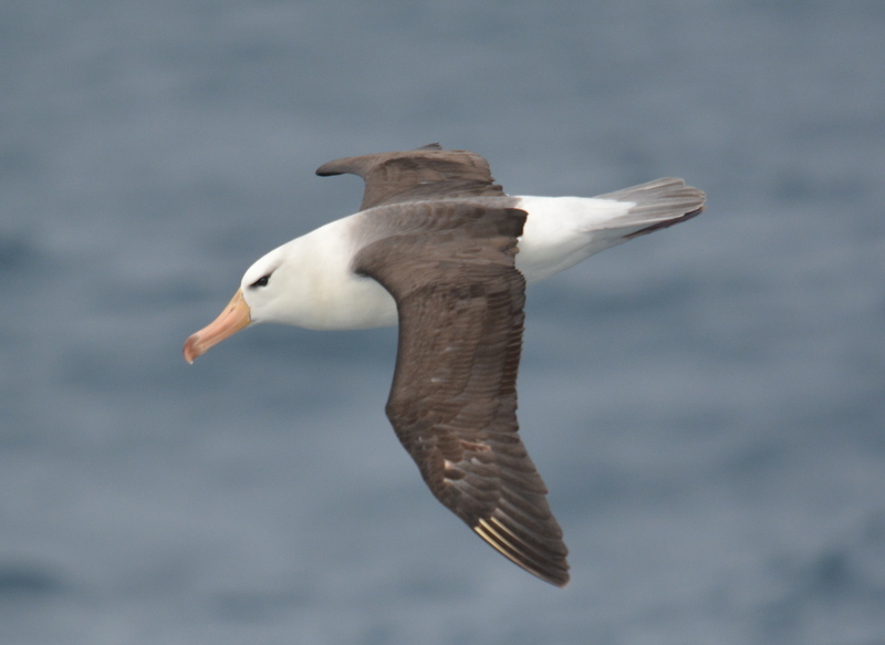 Image de Albatros à sourcils noirs