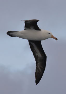 Image of Black-browed Albatross