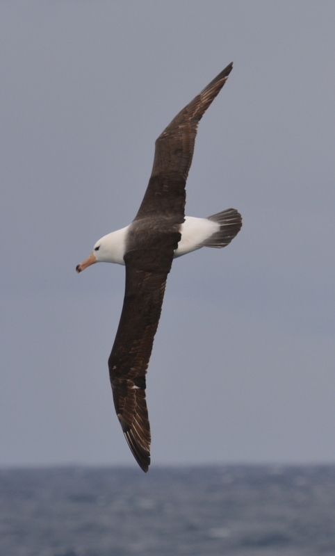 Image de Albatros à sourcils noirs