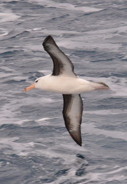 Image of Black-browed Albatross